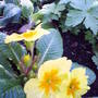 yellow_primrose.jpg