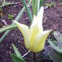 tulip_finer_tulip_yellow.jpg