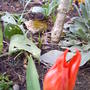 tulip.jpg