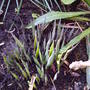 onion_flowers.jpg