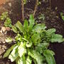 sorrel.jpg