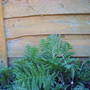 tansy_plants.jpg