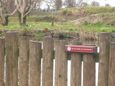 robin