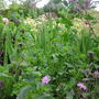 Cerinthe (Cerinthe major)