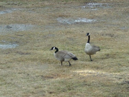 Canadian Geese