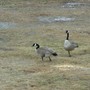 Canadian_geese2