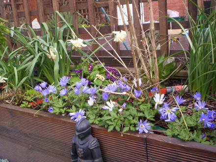 A garden flower photo