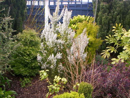 A garden flower photo