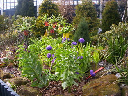 A garden flower photo