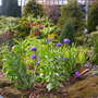 A garden flower photo
