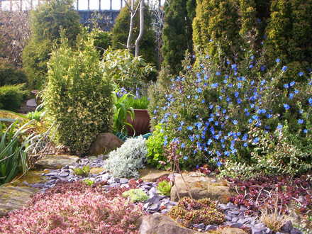 A garden flower photo