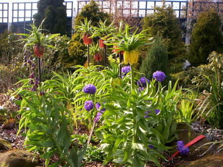 A garden flower photo
