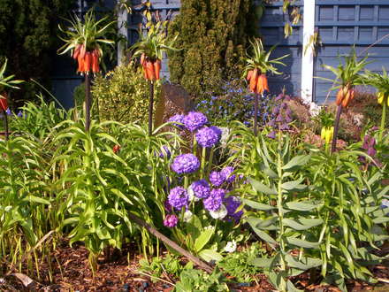 A garden flower photo