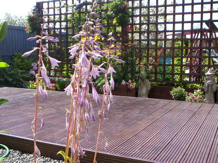 A garden flower photo