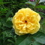 Rose 'Graham Thomas' (Rosa 'Graham Thomas')
