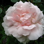 Rose 'Sarah van Fleet' (Rosa 'Sarah van Fleet')