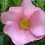 Rose 'Fru Dagmar Hastrup' (Rosa 'Fru Dagmar Hastrup')