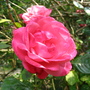 Rose 'Pink Perpetue' (Rosa 'Pink Perpetue')