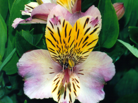Alstroemeria 'Little Miss Rosanna' (Alstroemeria 'Little Miss Rosanna')