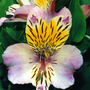 Alstroemeria 'Little Miss Rosanna'
