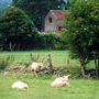 Sheep_5