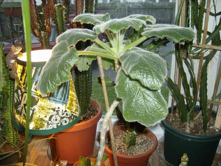 Caudex Plant - Ucarina Roeoesliana