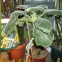Plants_4