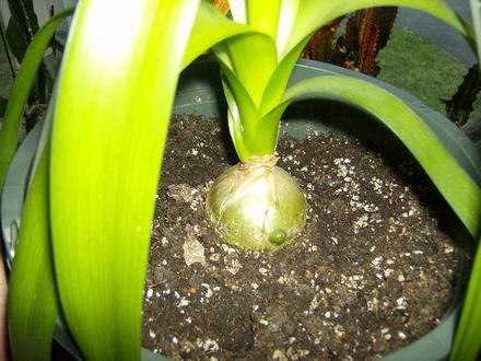 Pregnant Onion