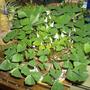 Plants_6