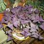 Plants_7