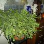 Christmas cactus - Jolly Dancer ( pink )