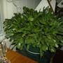 Christmas Cactus - red