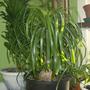 Pony Tail Palm - Beaucarnea Recurvata
