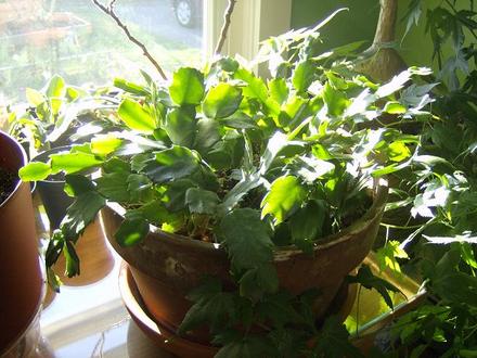 Christmas Cactus - 4 mixed colors