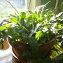 Christmas Cactus - 4 mixed colors