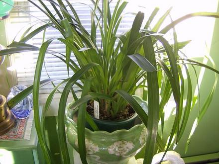 Cymbidium - Magic Mountain 