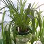 Cymbidium - Magic Mountain " Valentine "