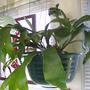 Plants_14