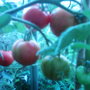 Tomato Tigrella (LYCOPERSICON)