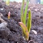 How does your garlic grow?