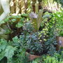 Mixed planting in large pots near the pond.