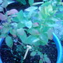Blueberry. (Vaccinium)