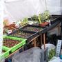Greenhouse_001