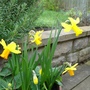 A garden flower photo (Narcissus)