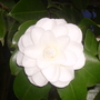 camellia (camellia)