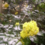 Oregon Grape in bloom (Mahonia aquifolium)