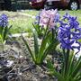 Uninvited but welcomed pink hyacinth