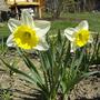 First daffs
