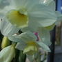 Narcissus 'Silver Chimes' (Narcissus 'Silver Chimes')
