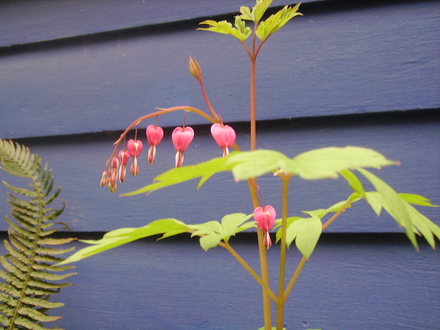 bleeding heart (Dicentra spectabilis)